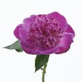 Paeonia lactiflora Satsuki